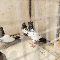 کبوتر|پرنده|مشهد, اقبال|دیوار