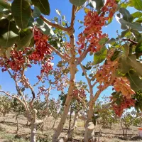 فروش نهال پسته ممتاز در گرگاب|خدمات باغبانی و درختکاری|شاهین‌شهر, گرگاب|دیوار