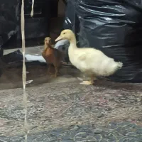 جوجه خروس و جوجه اردک