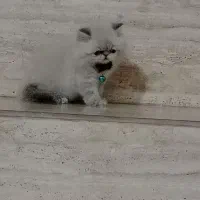 گربه پرشین نر