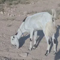 بز جوان لنگه 3 قلو با بزغاله ماده