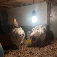 نیمچه برهما|حیوانات مزرعه|مرند, |دیوار