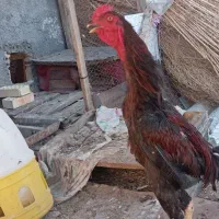 خروس لاری شش ماهه