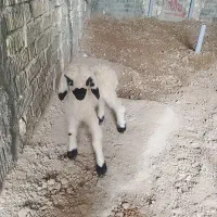 بره شیری یکی چندروزش هست یکی یک ماه