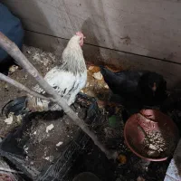 نیمچه مرغ و خروس محلی زیر مرغی