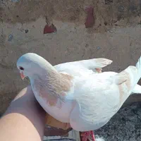 یک جفت ساده نسل هفت‌رنگ ب ضمانت|پرنده|بجنورد, |دیوار