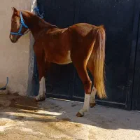 اسب فروشی زیر قیمت  تعداد ۱۰ راس|اسب و تجهیزات اسب‌سواری|زرقان, |دیوار