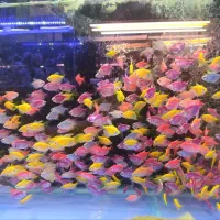 فروش ماهی زینتی تجهیزات اکواریوم بهترین قیمت حراج