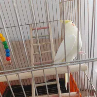 عروس هلندی همراه دوبچه وقفس بزرگ ولانه