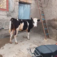 گوساله سیمنتال ماده