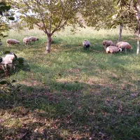 فروش بره گوسفند نر و ماده