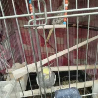 عروس هلندی مولد