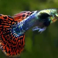 گوپی گاوی سوپر مولد در رنگ‌های متنوع|ماهی|مشهد, احمدآباد|دیوار