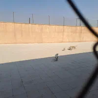 سگ پا کوتاه