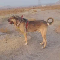 واگذاری حیوان پژدر جوان دوساله