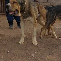 توله سگ خراسانی نر وماده