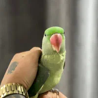 شاه طوطی
