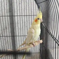 عروس هلندی جفت بالغ|پرنده|فردیس, انبار نفت|دیوار