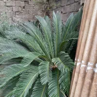 گل سیکاس ۱۵ ساله|گل و گیاه طبیعی|لاهیجان, حاجی آباد|دیوار