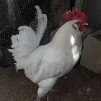 دو۲عددخروش ویک مرغ کرک محلی اصل خورموج درخدمتم