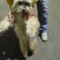 سگ پاکوتاه قیمت ۱۵ ملیون هست