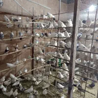 کفتر قم|پرنده|ماهدشت, |دیوار