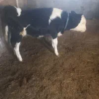 گاو وگوساله سمینتال اصل|حیوانات مزرعه|ماهنشان, |دیوار