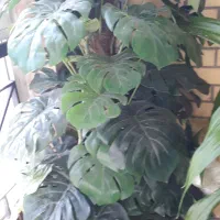 درخت مصنوعی جنس برگ چرمی