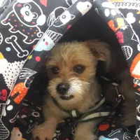 سگ گمشده شیتزو