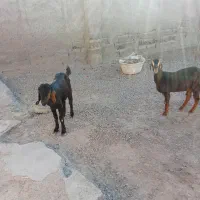 چهار گوسفند خوب