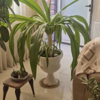 گل سوسن فروشی ۱۲ساله