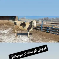 گوساله نر سیمینتال