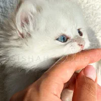 بریتیش نر شجره دار روس با کد خاص رنگی by1233|گربه|رشت, نیکمرام|دیوار