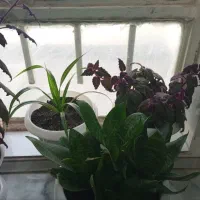 گل و گیاه|گل و گیاه طبیعی|نیشابور, شریعتی|دیوار