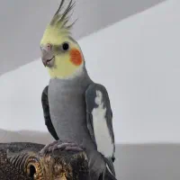 عروس‌هلندی سینامون نر کاملا اهلی