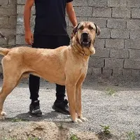 سگ عراقی نر ..|سگ|خوی, |دیوار