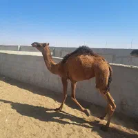شتر گعود بلووان لاغر