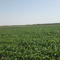 ۳۰۰۰۰ متر زمین کشاورزی روستای فارسیان|فروش دفتر صنعتی، کشاورزی، تجاری|دشتابی, |دیوار