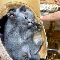 بچه گربه بریتیش نژاد خالص