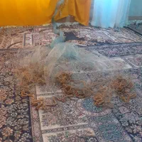 یک عددتورسالیک