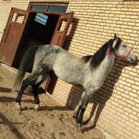 اسب نریات