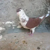 کفتر کبوتر تهرانی رنگی ساده