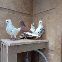 کبوتر موفت