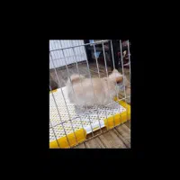 شیواوا جیبی شیهواهوا چیواوا شی واوا فنجونی سایزصفر|سگ|تهران, زعفرانیه|دیوار