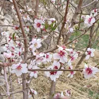 فروش باغ و باغچه 1000متری وبیشتر