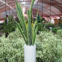 تولید سانسوریا|گل و گیاه طبیعی|اصفهان, زاجان|دیوار