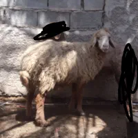 گوسفند شادگان