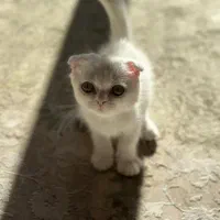 واگذاری بچه گربه اسکاتیش فولد