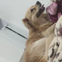 سگ روباهی|سگ|یاسوج, |دیوار