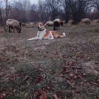 سگ گله رم تاز جانوری.موقیت قوچان.